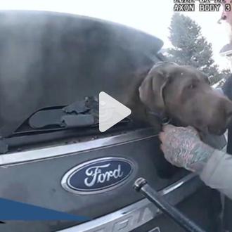 Rescate perruno de infarto: un vídeo muestra cómo un policía …