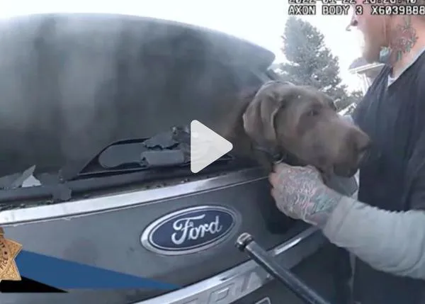Rescate perruno de infarto: un vídeo muestra cómo un policía saca a un perro de un coche ardiendo