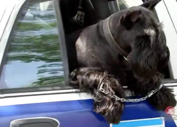 Un perro 