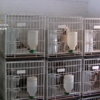 Desmantelan un criadero ilegal con casi 400 Yorkies, Pomeranias, Chihuahuas …