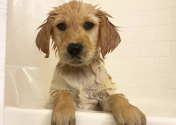 Las (zampables) aventuras de una cachorrota de Golden Retriever 