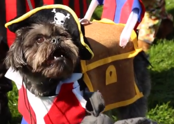 Un desfile de disfraces variopintos por Halloween: nuestros canes son santos
