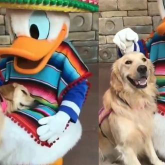 Amores animales virales: el Pato Donald, Pluto, y otros personajes …