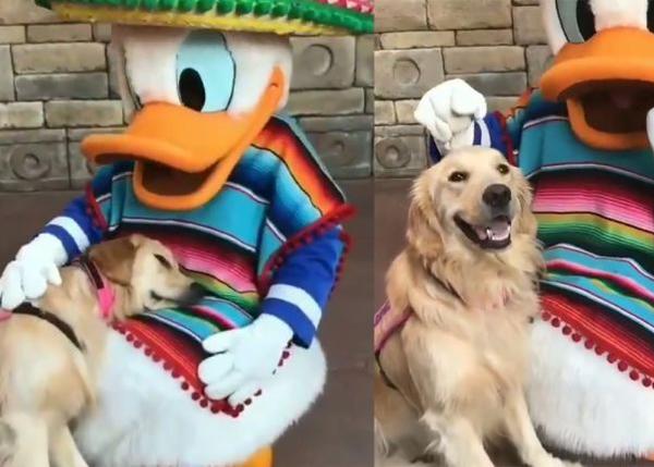 Amores virales: el Pato Donald, Pluto, y otros personajes de Disney que encandilan a los perros de asistencia
