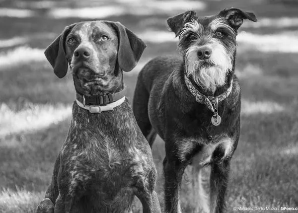 Los canes regalan chuches a sus amigos: la conducta prosocial en los perros