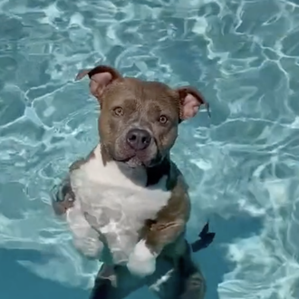 La perra que ama estar en la piscina por encima …