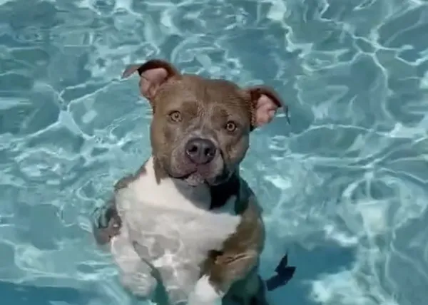 La perra que ama estar en la piscina por encima de todas las cosas