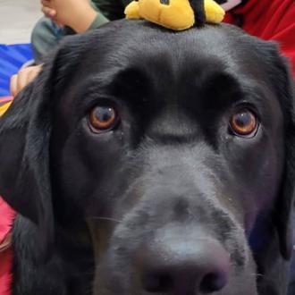 La perra co-terapeuta capaz de sanar el más terrible de …