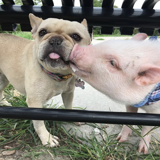 El visitante más perseguido y retratado en este parque canino …