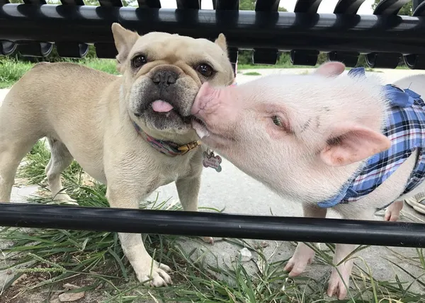 El visitante más perseguido y retratado en este parque canino es... ¡un minicerdo!