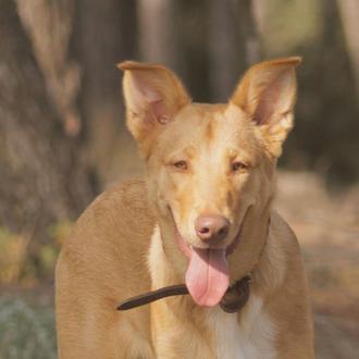 Llamp, el joven perro al que han matado de un …
