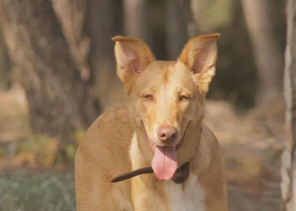 Llamp, el joven perro al que han matado de un disparo, y el mensaje de su familia pidiendo calma