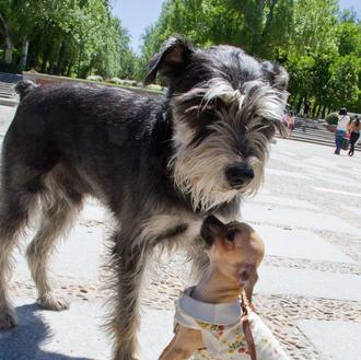 SrPerro con Kitty y Chloe: versión express de la Dama …