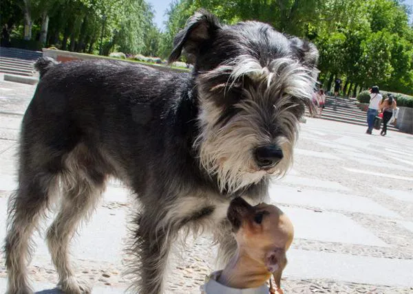 SrPerro con Kitty y Chloe: versión express de la Dama y el Vagabundo 