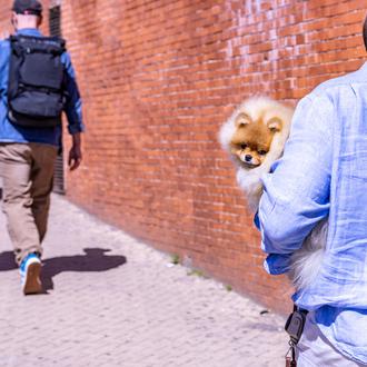 En España, los perros son parte de la familia para …