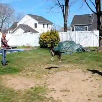 Trucos impresionantes: un perro saltando a la comba