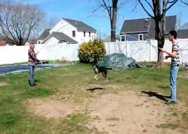 Trucos impresionantes: un perro saltando a la comba