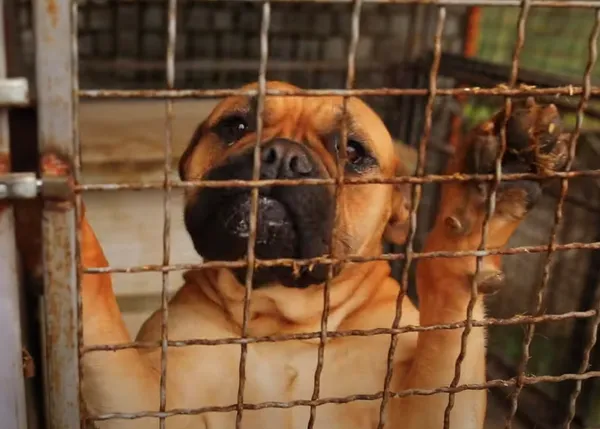 Con los animales, #NiCambiosNiDevoluciones: gran lema para concienciar sobre la tenencia responsable, también en verano