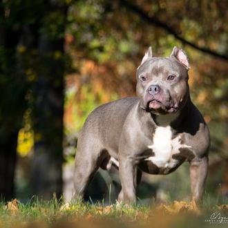 Comienza el sacrificio de American Bully XL sanos en el …