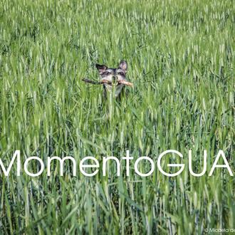 Comparte un #momentoguau y ¡ñam! 3 meses de comida para …