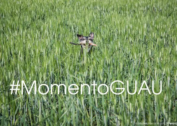 Comparte un #momentoguau y ¡ñam! 3 meses de comida para tu can y para la protectora que prefieras