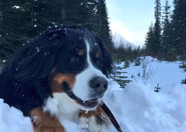 En pleno mes de agosto, logran regalarle el placer de la nieve a una perra enferma terminal