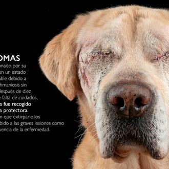 #YoNOabandoNO: ni cuando llega el verano, ni cuando llega un …