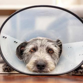 La Asociación Veterinaria Británica modifica sus recomendaciones sobre la esterilización …