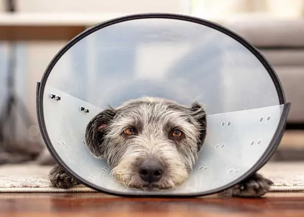 La Asociación Veterinaria Británica modifica sus recomendaciones sobre la esterilización en perros