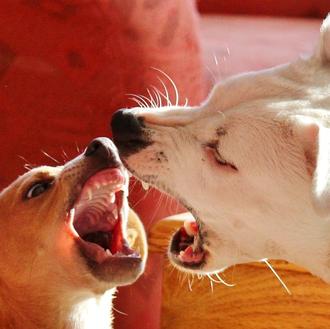 Los ladridos perrunos bajo el microscopio