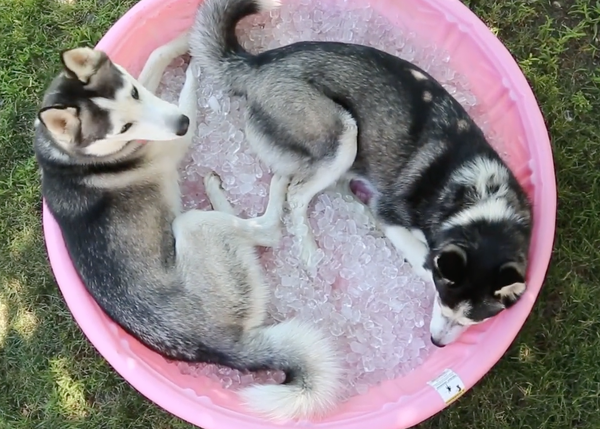Piscinas de hielos y otros métodos para refrescar a los Husky (y demás canes) en verano