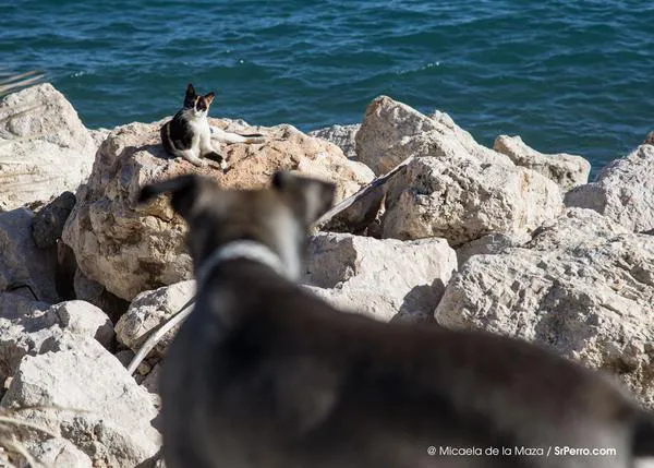 España es un país más perruno que gatuno