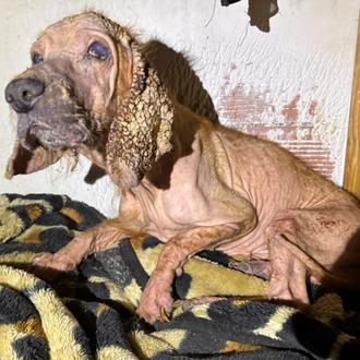 Necesitan una casa de acogida para una Cocker rescatada de …