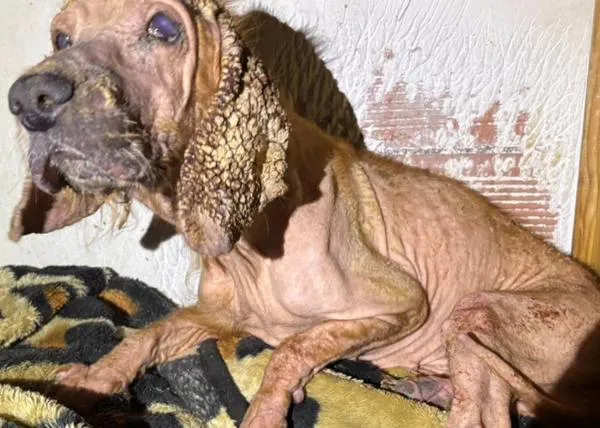 Necesitan una casa de acogida para una Cocker rescatada de un caso de maltrato extremo en Binéfar