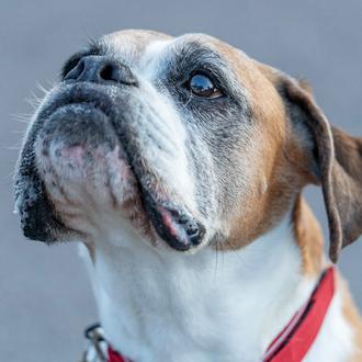 Buster, el Bóxer que protagonizó el famoso anuncio de Navidad …