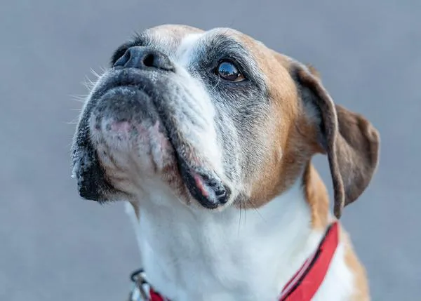 Buster, el Bóxer que protagonizó el famoso anuncio de Navidad, ha muerto a los 12 años
