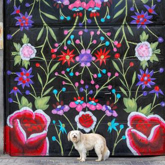 ¿Cómo afecta la adopción a un perro? Un estudio analiza …