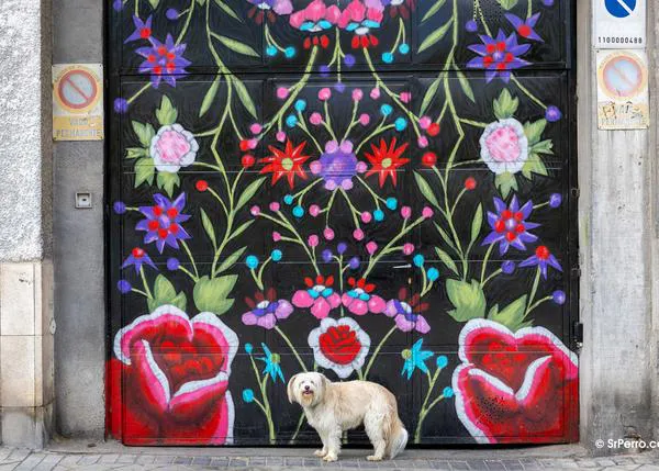 ¿Cómo afecta la adopción a un perro? Un estudio analiza niveles de estrés y la fortaleza del vínculo con su nueva familia