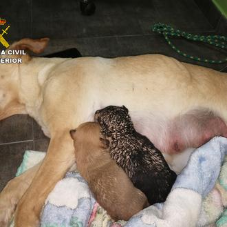 El SEPRONA investiga por maltrato animal a tres personas que …