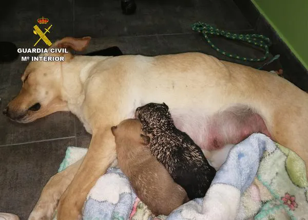 El SEPRONA investiga por maltrato animal a tres personas que enterraron a 9 cachorros recién nacidos