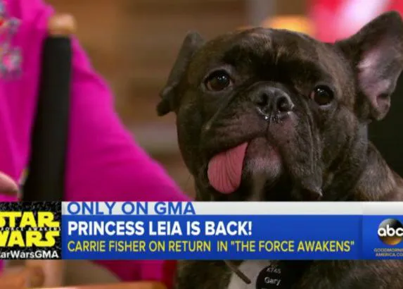 Gary, el perro que ya ha visto 