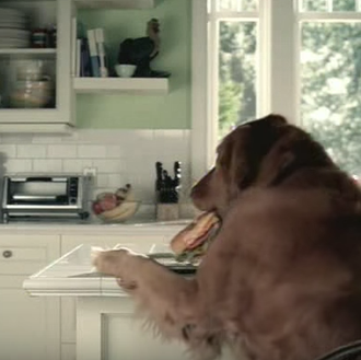 El truco de magia favorito de los perros: la merienda …