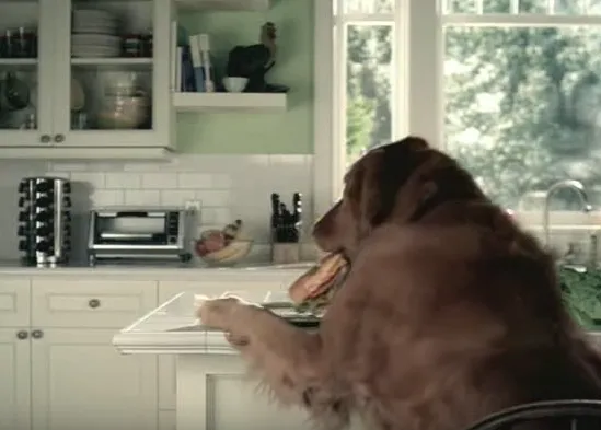 El truco de magia favorito de los perros: la merienda que desaparece 
