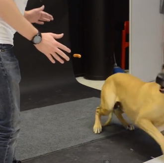 Magia para perros: el truco de la salchicha flotante