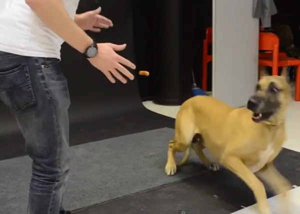 Magia para perros: el truco de la salchicha flotante