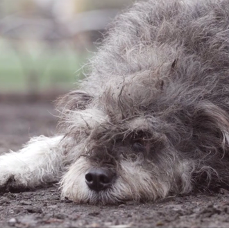 Un buen corazón: un perro en apuros encuentra un amigo …