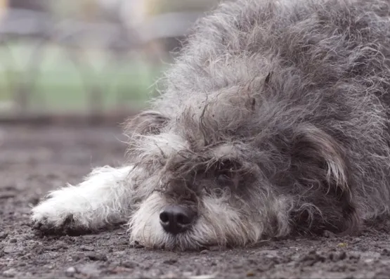 Un buen corazón: un perro en apuros encuentra un amigo especial