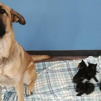 Encuentran a una perra abandonada ¡que cuidaba de cinco gatitos!