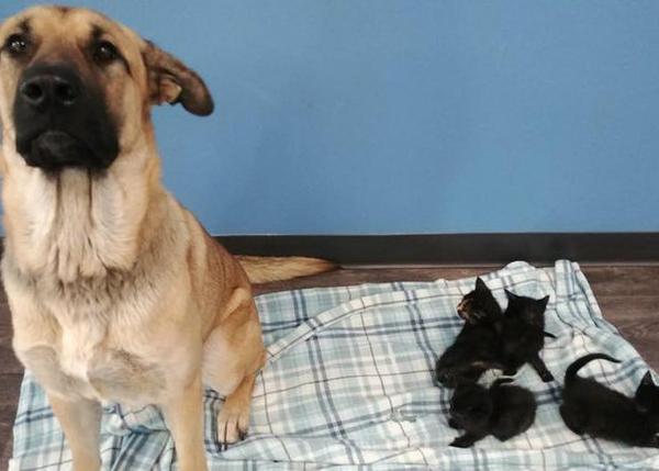 Encuentran a una perra abandonada ¡que cuidaba de cinco gatitos!