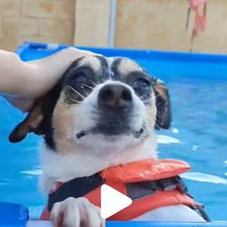 La temporada de piscina... en las protectoras de animales: perretes …